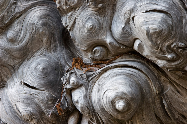 Burl